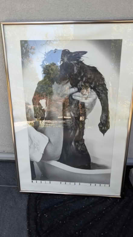 Photo of free Framed cat picture (Downtown Campbell) #1