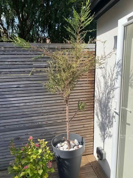 Photo of free Plant to good home (W7) #1