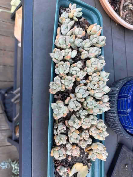 Photo of free assorted succulent cuttings (White Oaks area of San Carlos) #1