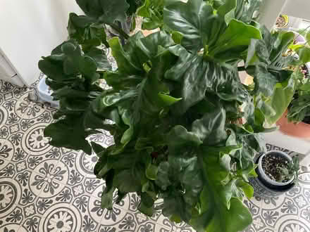 Photo of free Philodendron Atom (Mackworth Derby) #2