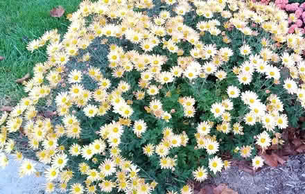 Photo of free chrysanthemums - freshly dug (W section, Bowie) #1
