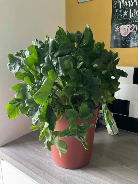 Photo of free Philodendron Atom (Mackworth Derby) #1