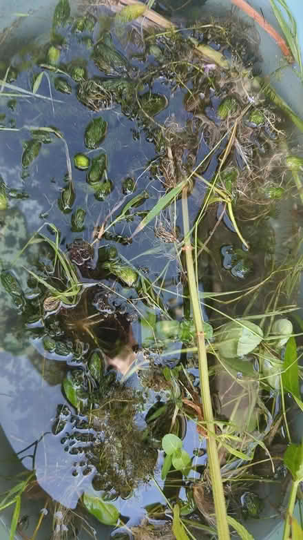 Photo of free Pond Starter (BS7) #1