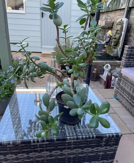 Photo of free Jade Plant (Ramsgate CT11) #1