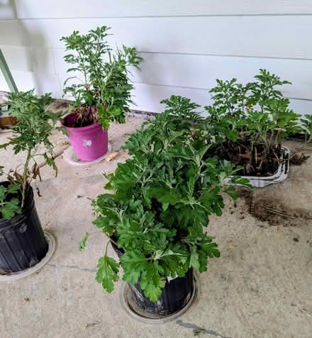 Photo of free chrysanthemums - freshly dug (W section, Bowie) #2