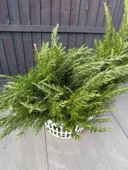 Photo of free Rosemary cutting (Bletchley MK3) #1