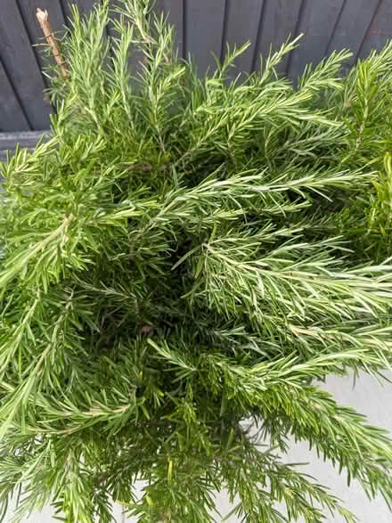 Photo of free Rosemary cutting (Bletchley MK3) #2