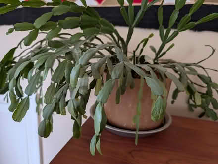 Photo of free Christmas cactus (West Berkeley) #1