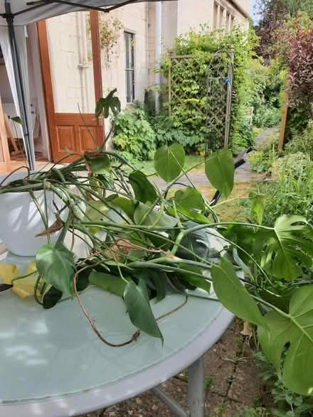 Photo of free Swiss cheese plant (Stroud central) #1