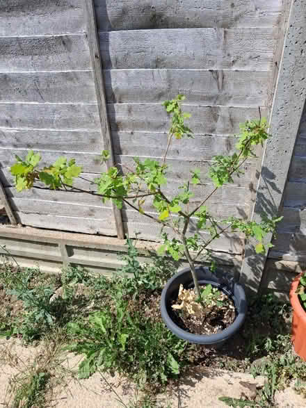 Photo of free Young oak tree (Bedford MK41) #1