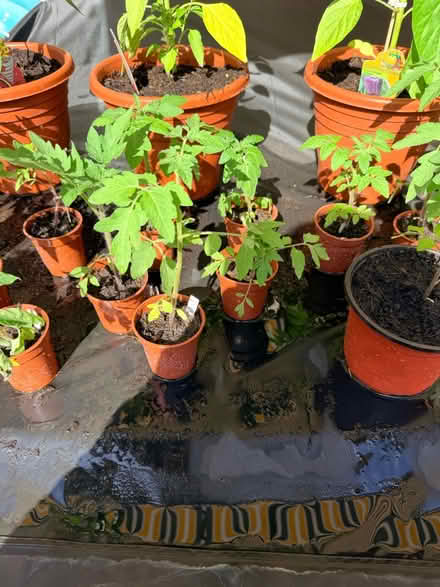 Photo of free Tomato plants (Whitton TW3) #4