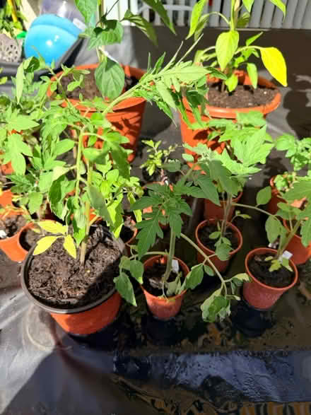 Photo of free Tomato plants (Whitton TW3) #1