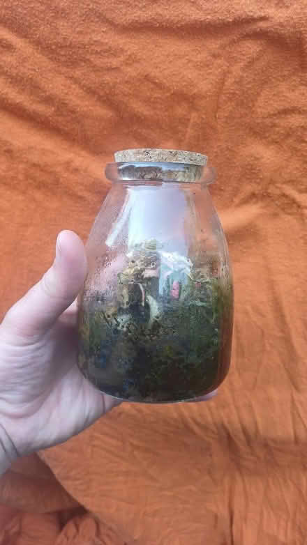 Photo of free Plant in a jar (sun cooked!) (GL4) #1
