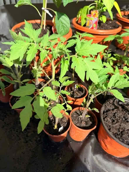 Photo of free Tomato plants (Whitton TW3) #3