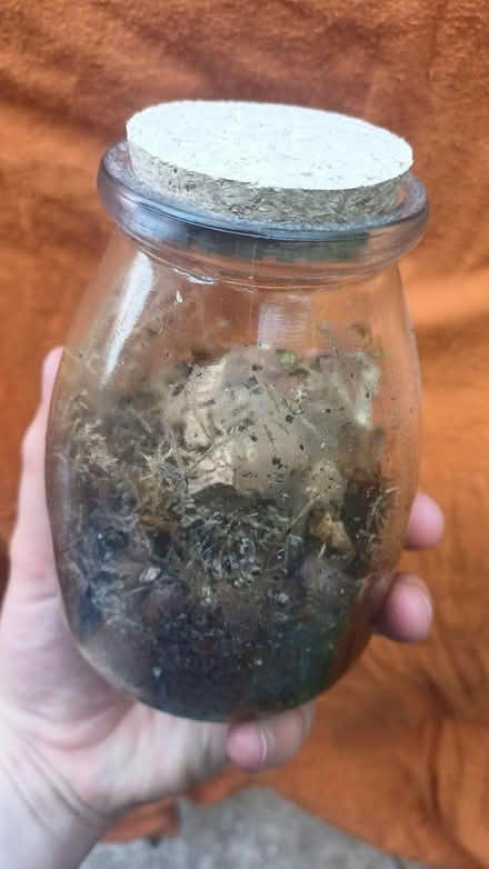 Photo of free Plant in a jar (sun cooked!) (GL4) #2