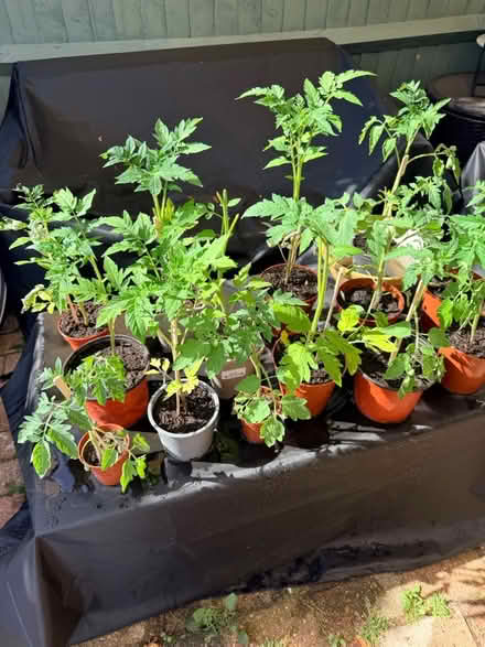 Photo of free Tomato plants (Whitton TW3) #2