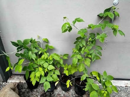 Photo of free Raspberry plants (Bothell - Canyon Park) #1