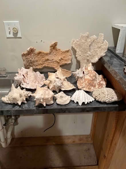 Photo of free Sea shells coral (Hatfield Pa) #1