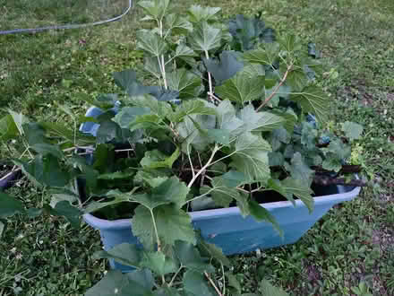 Photo of free 2 red currant bushes (Wellington Village) #1