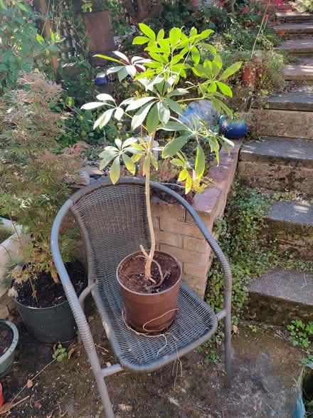 Photo of free Umbrella plant (Meersbrook S8) #1