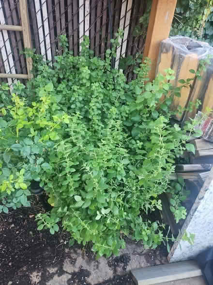 Photo of free Rooted Lemon balm (Dunning, Chicago) #1