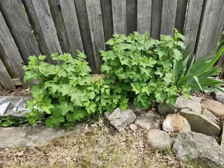 Photo of free 2 red currant bushes (Wellington Village) #2