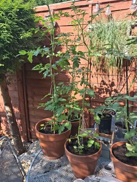 Photo of free 4 x tomato plants (Debden IG10) #1