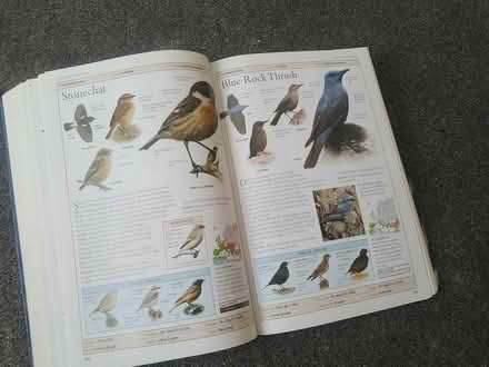 Photo of free RSPB Birds of Britain & Europe (Havant PO9) #1