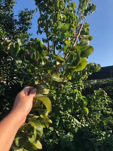 Photo of free Pear clipping (West Meads PO21) #1
