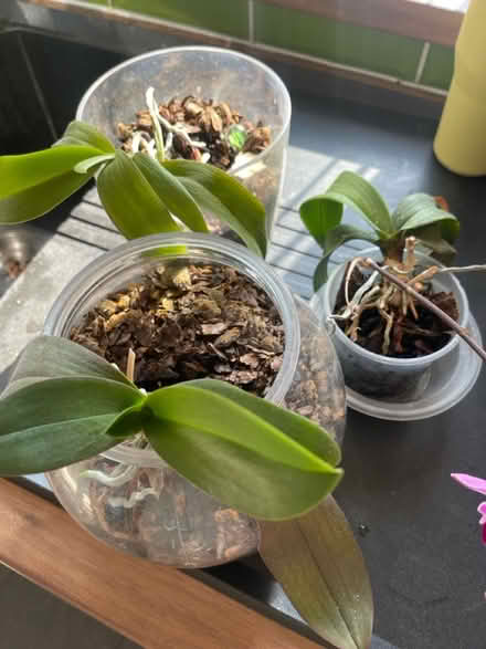 Photo of free 3 orchid plants (DA16) #1