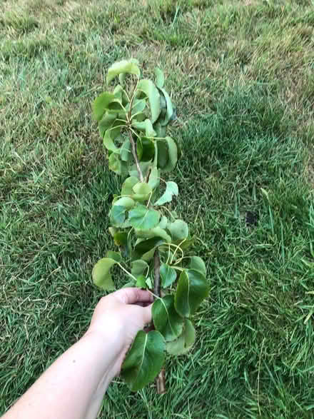 Photo of free Pear clipping (West Meads PO21) #2