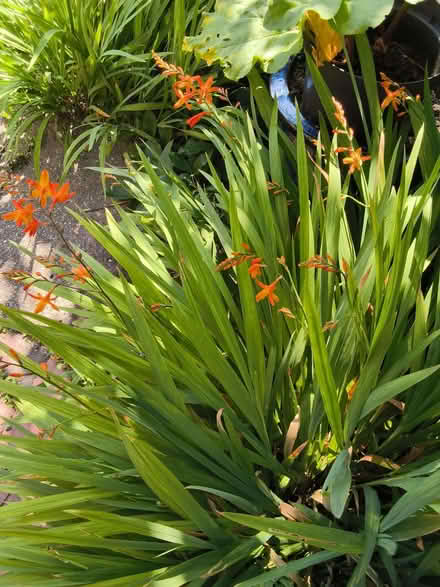 Photo of free 1 clump of orange crocosmia (Allerton L18) #2