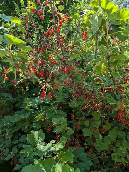Photo of free Berries for Picking (Yonge and Lawrence) #1