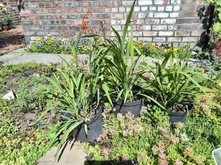 Photo of free 1 clump of orange crocosmia (Allerton L18) #1