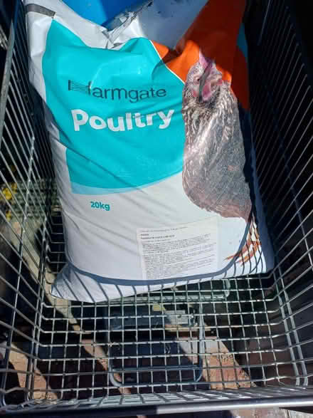 Photo of free Poultry Feed (Rainham, Kent - ME8) #1