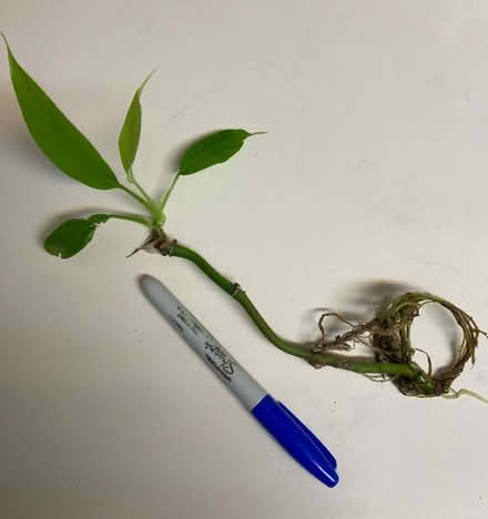 Photo of free Plant cutting (Fremont, Seattle) #1