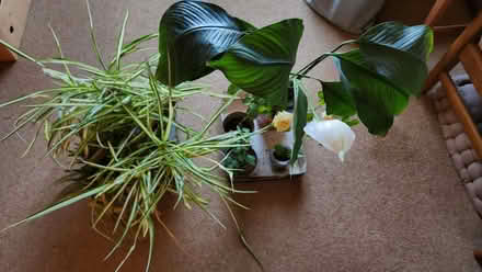 Photo of free Houseplants (Vicars Cross CH3) #1