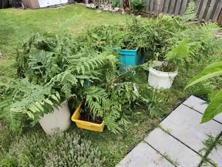 Photo of free Ferns (Wellington Village) #1