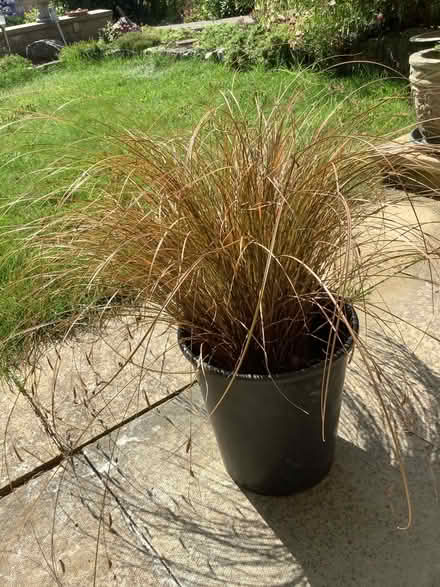 Photo of free Large bronze grass (Southdown BA2) #1