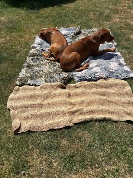 Photo of free Dog bedding - vet bed (4) & mats(2) (Great Linford MK14) #1