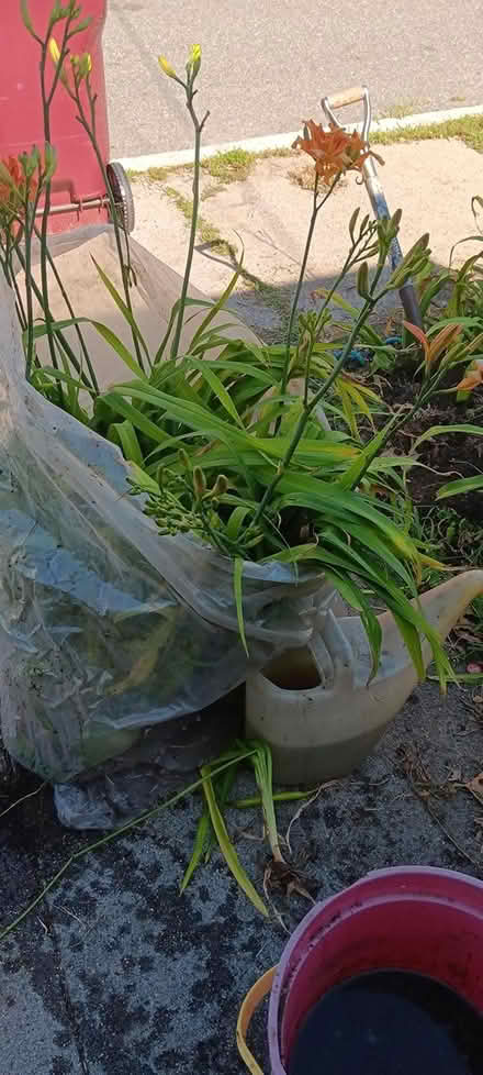 Photo of free day lillies (melrose) #1
