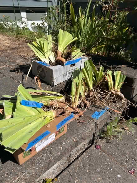 Photo of free Bearded Iris (East Queen Anne, Seattle) #1