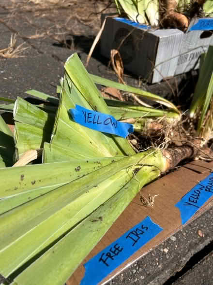 Photo of free Bearded Iris (East Queen Anne, Seattle) #2
