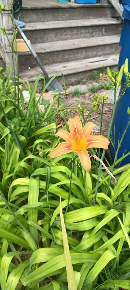 Photo of free day lillies (melrose) #2