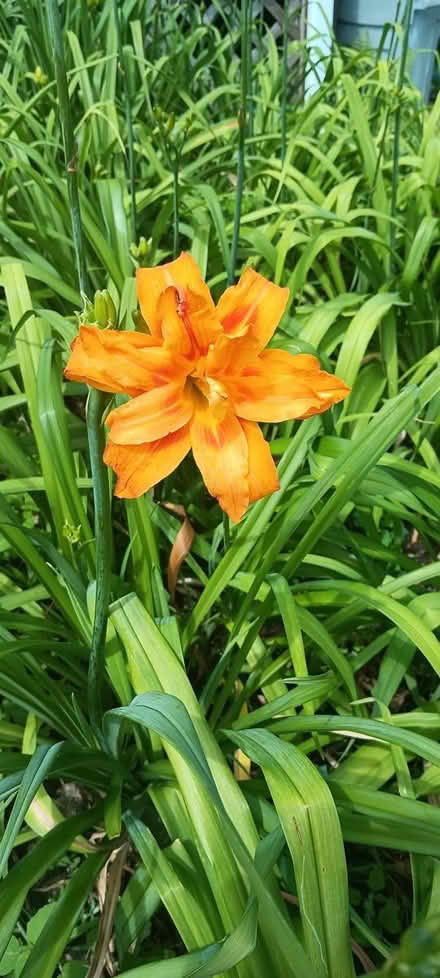 Photo of free day lillies (melrose) #3