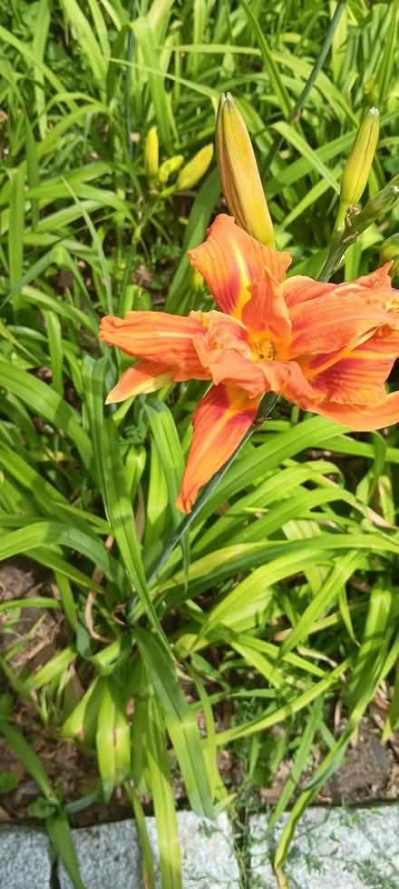Photo of free day lillies (melrose) #4
