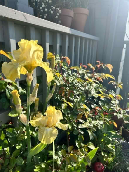 Photo of free Bearded Iris (East Queen Anne, Seattle) #4