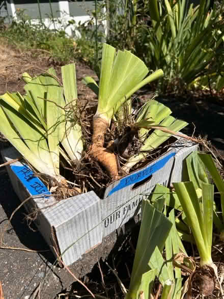 Photo of free Bearded Iris (East Queen Anne, Seattle) #3