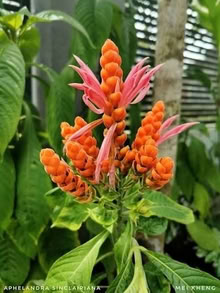 Photo of free shrimp plant (ward area by york rd) #1