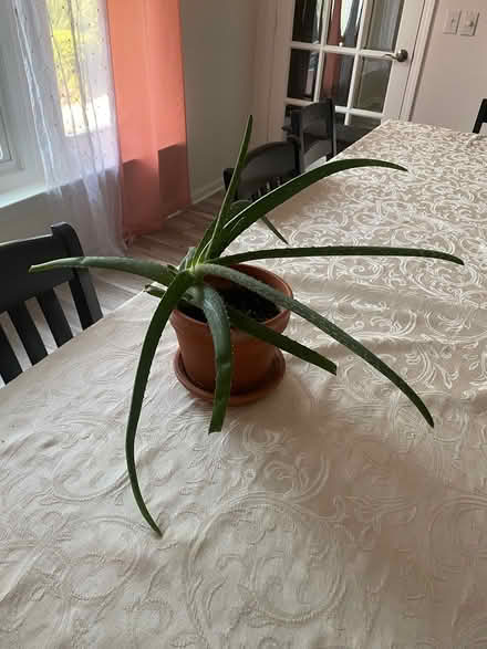 Photo of free Aloe vera plant (Northwest Livonia) #2